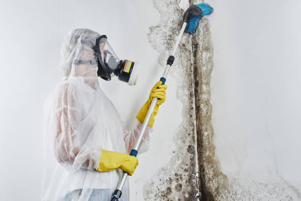 Trusted Monroeville, AL Mold Inspection, Removal & Remediation Experts